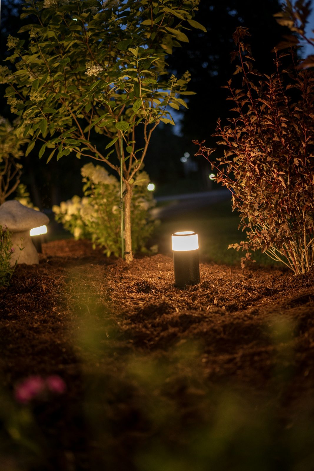 Garden lights glowing among young trees at night